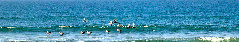 Pelicans at Playa del Socorro