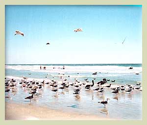 Birdwatching at Playa del Socorro