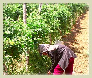 Crop worker